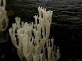Een rijk paddenstoelenseizoen (5)