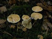 Een rijk paddenstoelenseizoen (5)
