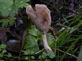 Een rijk paddenstoelenseizoen (9)