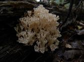 Een rijk paddenstoelenseizoen (9)