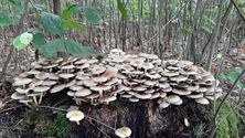 De paddenstoelen zijn er weer
