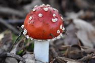 De paddenstoelen zijn er weer (2)