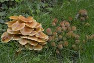 De paddenstoelen zijn er weer (5)