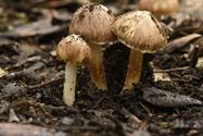 De paddenstoelen zijn er weer (7)