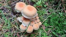 De paddenstoelen zijn er weer (8)
