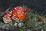 De paddenstoelen zijn er weer (11)