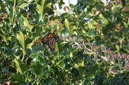 Uitzonderlijke monarchvlinder gespot in Heusden