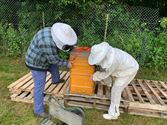 Bijen van Liesbeth krijgen asiel bij dorpstuintjes