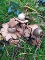 De paddenstoelen staan er weer (1)