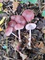 De paddenstoelen staan er weer (1)