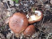 De paddenstoelen staan er weer (2)