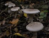 De paddenstoelen staan er weer (4)