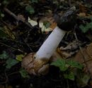De paddenstoelen staan er weer (4)