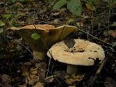 De paddenstoelen staan er weer (5)