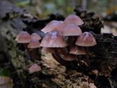 De paddenstoelen staan er weer (5)