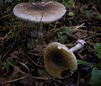 De paddenstoelen staan er weer (6)