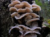De paddenstoelen staan er weer (6)