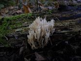 De paddenstoelen staan er weer (7)