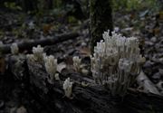 De paddenstoelen staan er weer (7)