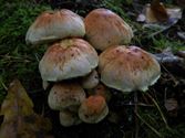 De paddenstoelen staan er weer (8)