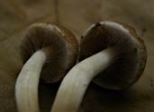 De paddenstoelen staan er weer (9)