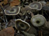 De paddenstoelen staan er weer (12)