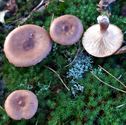 De paddenstoelen staan er weer (13)