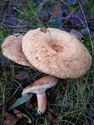 De paddenstoelen staan er weer (14)