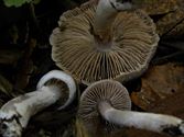 De paddenstoelen staan er weer (15)