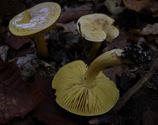 De paddenstoelen staan er weer (15)
