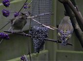 Vogels op bezoek in de tuin
