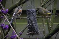 Vogels op bezoek in de tuin