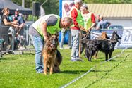 Duitse herdershonden tonen hun kunnen