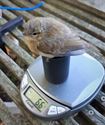 Vandaag 126 trekvogels geringd in Heusden-Zolder