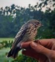 Vandaag 126 trekvogels geringd in Heusden-Zolder