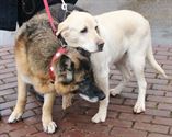 Dierenzegening in Zolder bij Sint-Hubertus