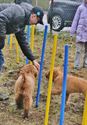 Puppy's komen ook bij hondenweer oefenen