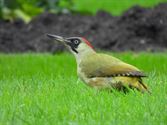 Vogels op bezoek in de tuin