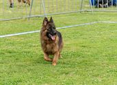 De beste honden uit 25 landen werden beoordeeld