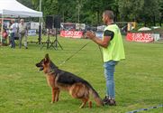 De beste honden uit 25 landen werden beoordeeld