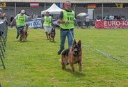 De beste honden uit 25 landen werden beoordeeld