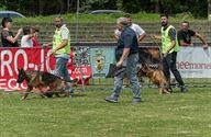 De beste honden uit 25 landen werden beoordeeld