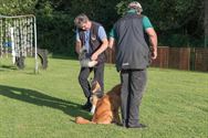 Alle honden leren luisteren naar hun baasje