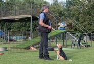 Alle honden leren luisteren naar hun baasje