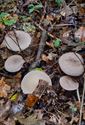 Paddenstoelen langs de trage wegen