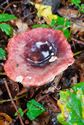 Paddenstoelen langs de trage wegen