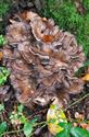 Paddenstoelen langs de trage wegen