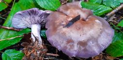 Paddenstoelen langs de trage wegen