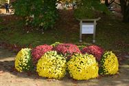 Els Geerdens tovert met chrysanten in Japanse Tuin