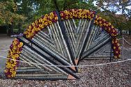 Els Geerdens tovert met chrysanten in Japanse Tuin